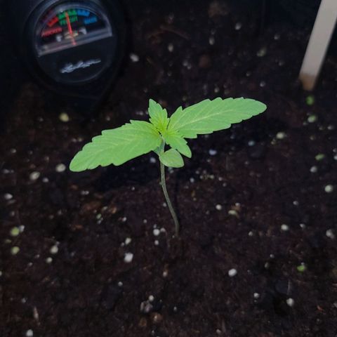 June growlog timeline photo