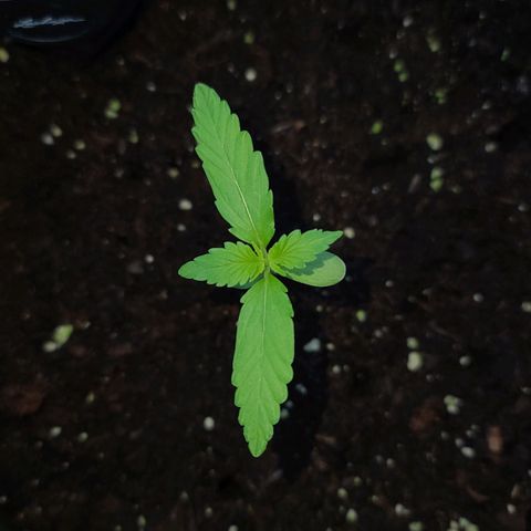 Mary growlog timeline photo