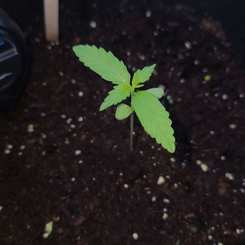 Mary growlog timeline photo