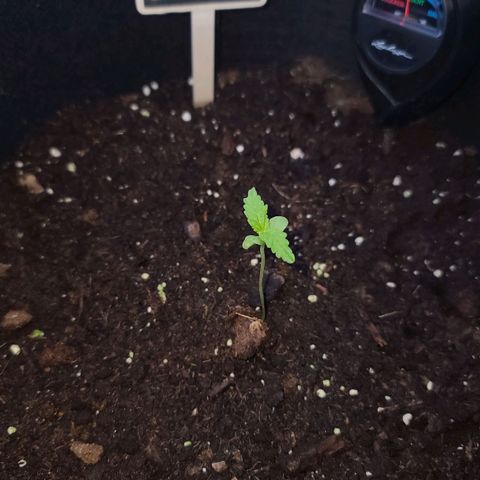 Billie growlog timeline photo