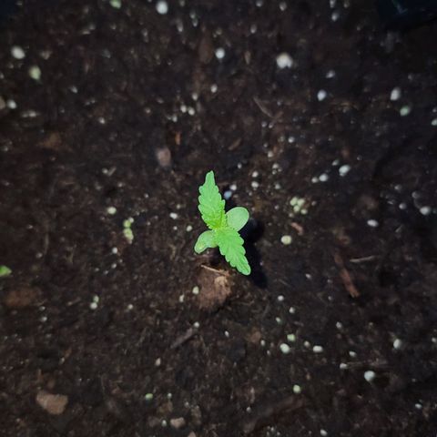 Billie growlog timeline photo