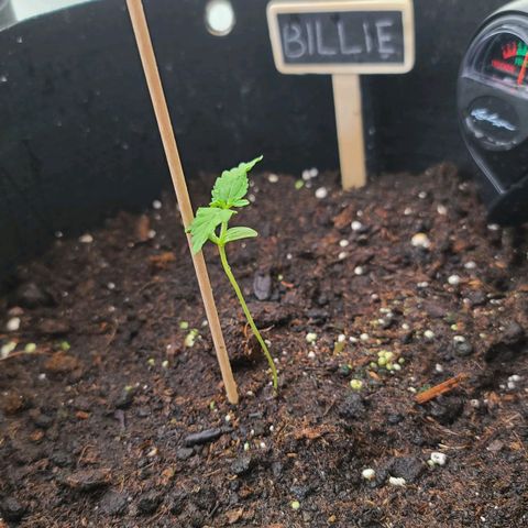 Mary growlog timeline photo