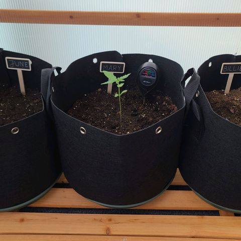 Mary growlog timeline photo