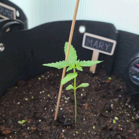Mary growlog timeline photo