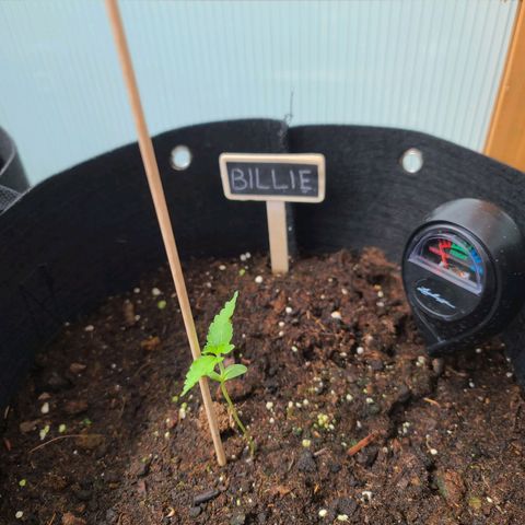 Mary growlog timeline photo