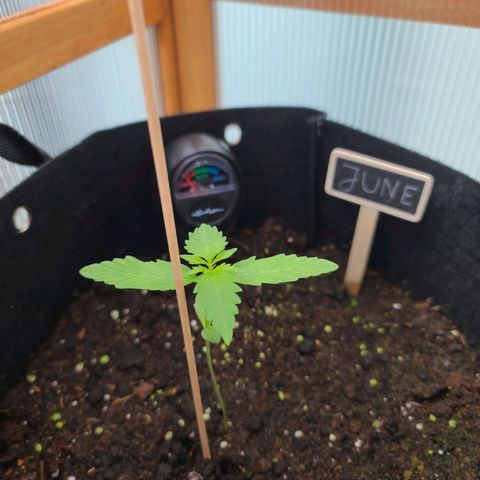 Mary growlog timeline photo