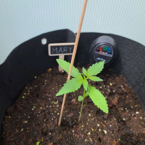 Mary growlog timeline photo