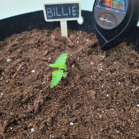 Billie growlog timeline photo