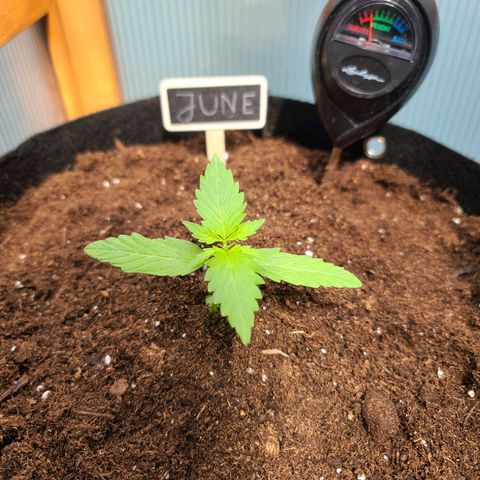 June growlog timeline photo