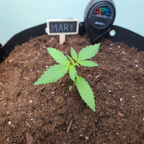 Mary growlog timeline photo