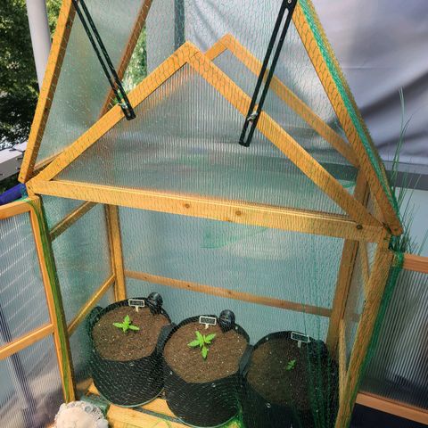 Mary growlog timeline photo