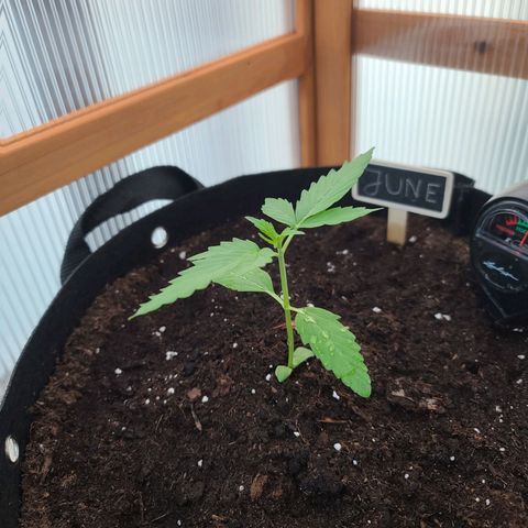 June growlog timeline photo