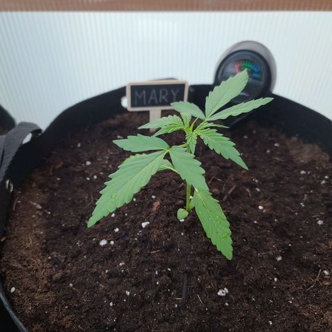 Mary growlog timeline photo