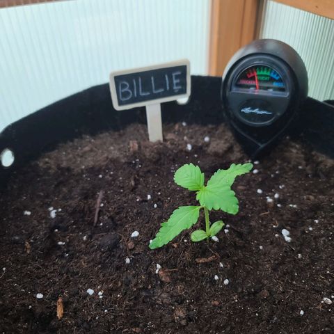 Billie growlog timeline photo