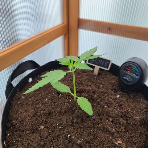 June growlog timeline photo