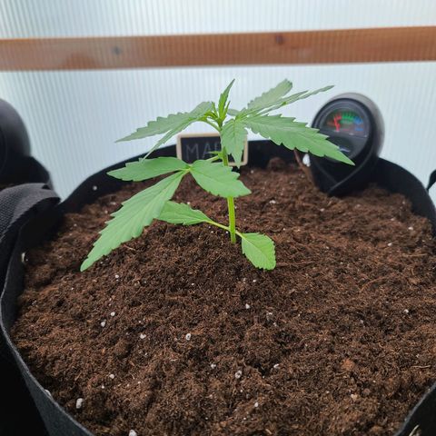 Mary growlog timeline photo