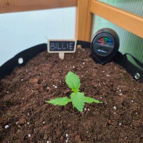 Billie growlog timeline photo