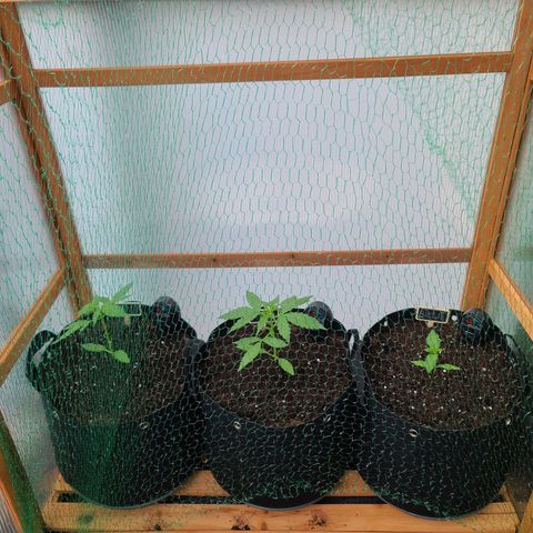 Mary growlog timeline photo