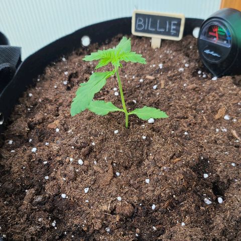 Billie growlog timeline photo