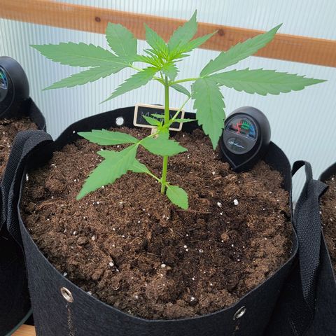 Mary growlog timeline photo