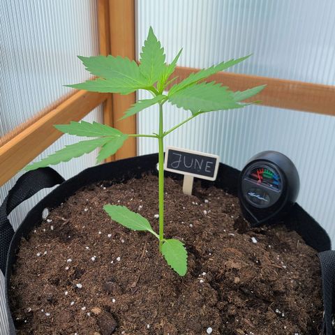 June growlog timeline photo