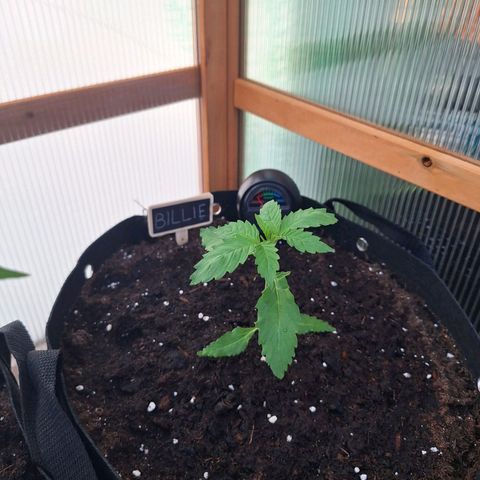 Billie growlog timeline photo