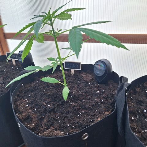 Mary growlog timeline photo