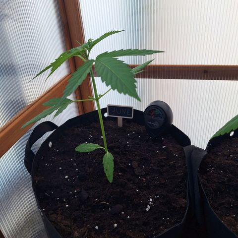 June growlog timeline photo