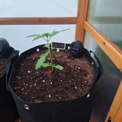 Billie growlog timeline photo