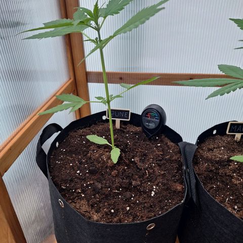 June growlog timeline photo
