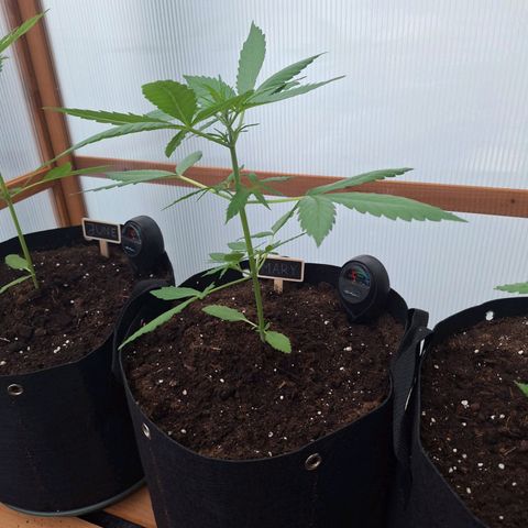 Mary growlog timeline photo