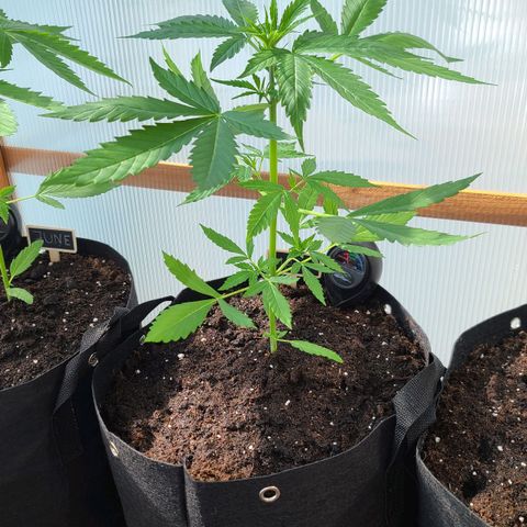 Mary growlog timeline photo