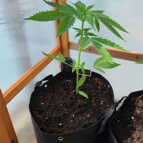June growlog timeline photo