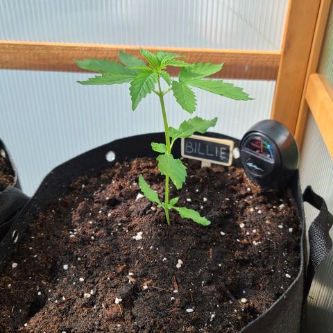 Billie growlog timeline photo
