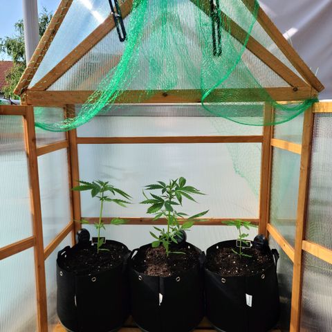 Mary growlog timeline photo