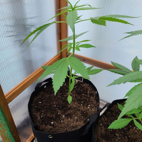 June growlog timeline photo