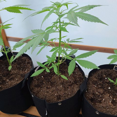 Mary growlog timeline photo
