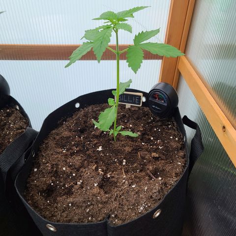 Billie growlog timeline photo