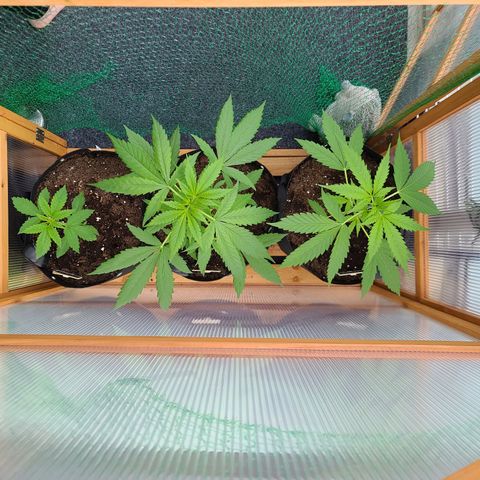 Mary growlog timeline photo