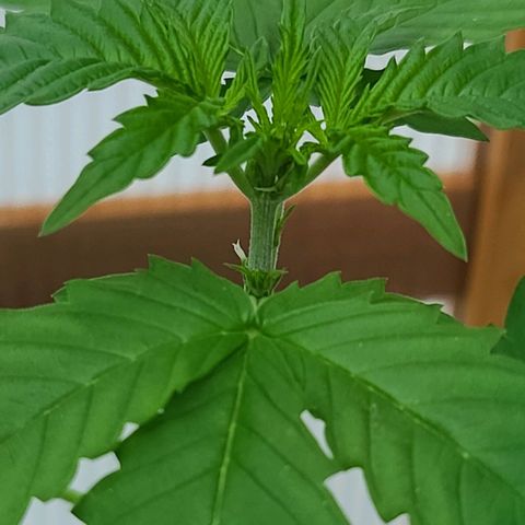 Billie growlog photo: Geschlechtsmerkmale sichtbar. Beginn der Vorblüte.