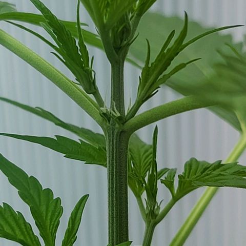 June growlog photo: Geschlechtsmerkmale sichtbar. Beginn der Vorblüte.