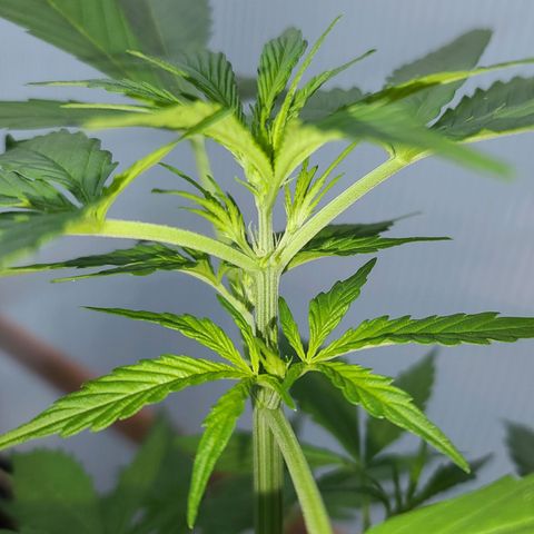 Mary growlog photo: Zwischenbericht:

Alle drei Pflanzen beginnen gerade mit der Vorblütephase. 
Es sind an allen drei Pflanzen die Geschlechtsmerkmale deutlich sichtbar. (weiße Härchen an den Blattknoten)