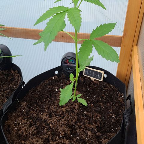 Billie growlog timeline photo