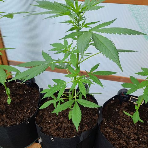 Mary growlog timeline photo