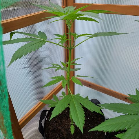 June growlog timeline photo