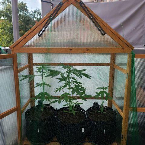 Mary growlog timeline photo