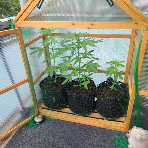Mary growlog timeline photo