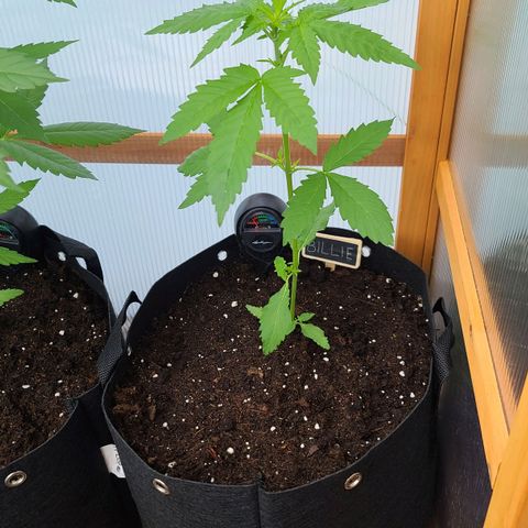 Billie growlog timeline photo