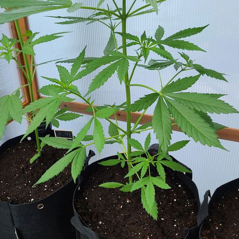 Mary growlog timeline photo