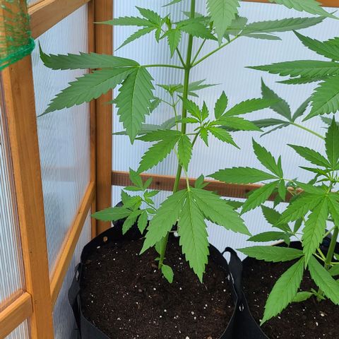 June growlog timeline photo